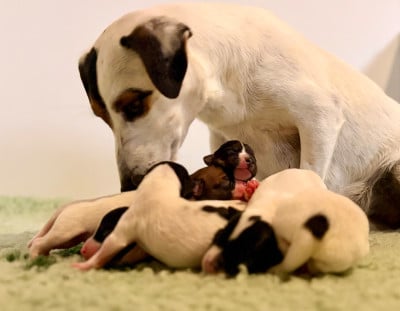 CHIOT 1 - Jack Russell Terrier