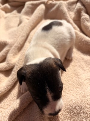 Les chiots de Jack Russell Terrier