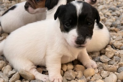 Les chiots de Jack Russell Terrier