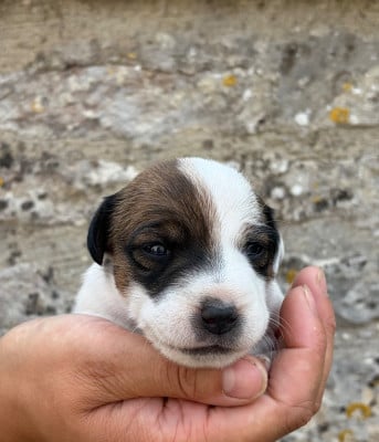 Jack Russell Terrier