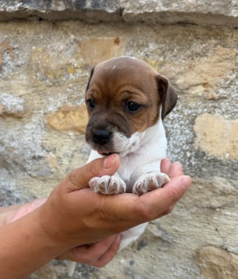 Les chiots de Jack Russell Terrier