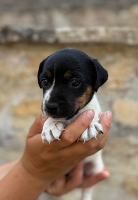 Les chiots de Jack Russell Terrier