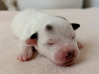 Les chiots de Jack Russell Terrier