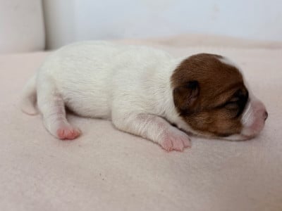 Les chiots de Jack Russell Terrier