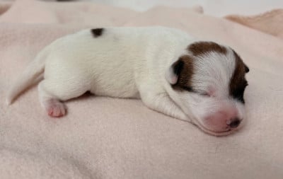 Les chiots de Jack Russell Terrier
