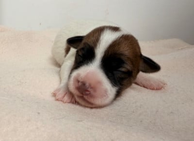 Les chiots de Jack Russell Terrier