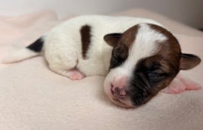 Les chiots de Jack Russell Terrier