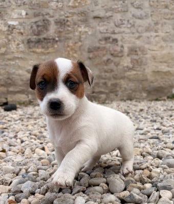 Les chiots de Jack Russell Terrier