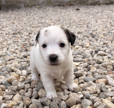 Les chiots de Jack Russell Terrier