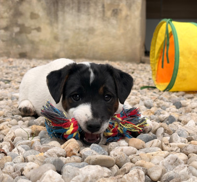 Les chiots de Jack Russell Terrier