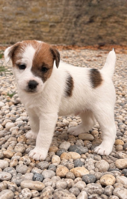 Les chiots de Jack Russell Terrier