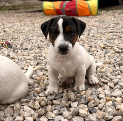 Les chiots de Jack Russell Terrier