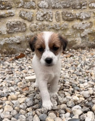 Les chiots de Jack Russell Terrier
