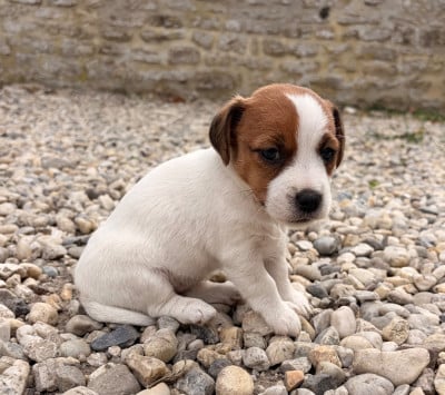 Les chiots de Jack Russell Terrier