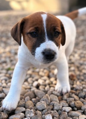 Les chiots de Jack Russell Terrier