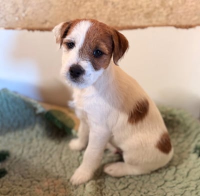 Les chiots de Jack Russell Terrier