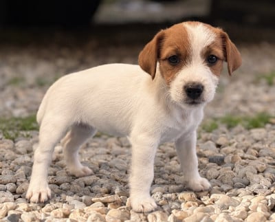Les chiots de Jack Russell Terrier