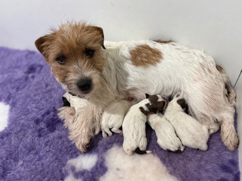 Jack Russell Terrier - du Jardin des Zouilles du Fresne