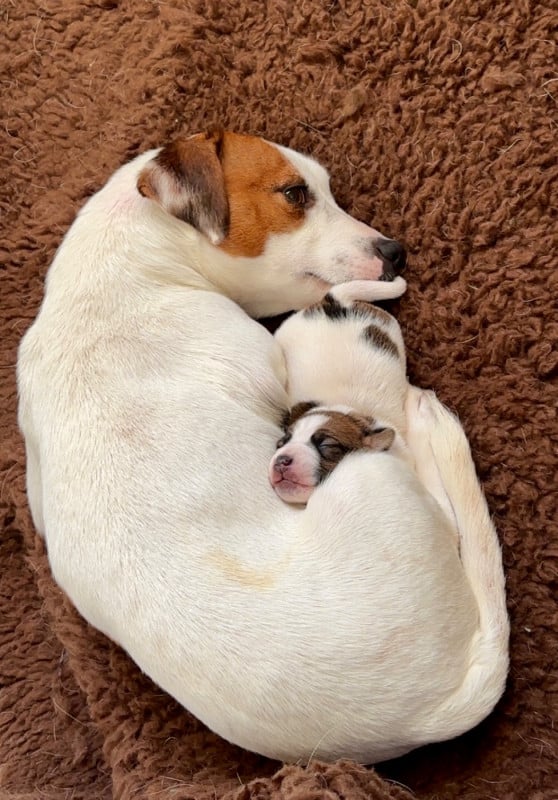 Jack Russell Terrier - du Jardin des Zouilles du Fresne