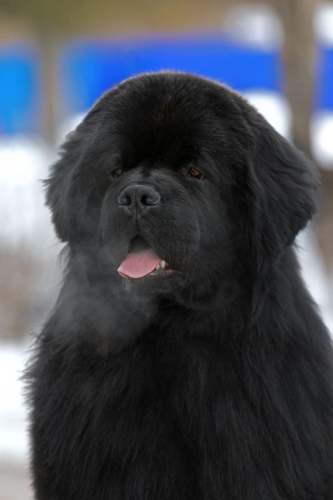 Publication : Des Caprices Dorée