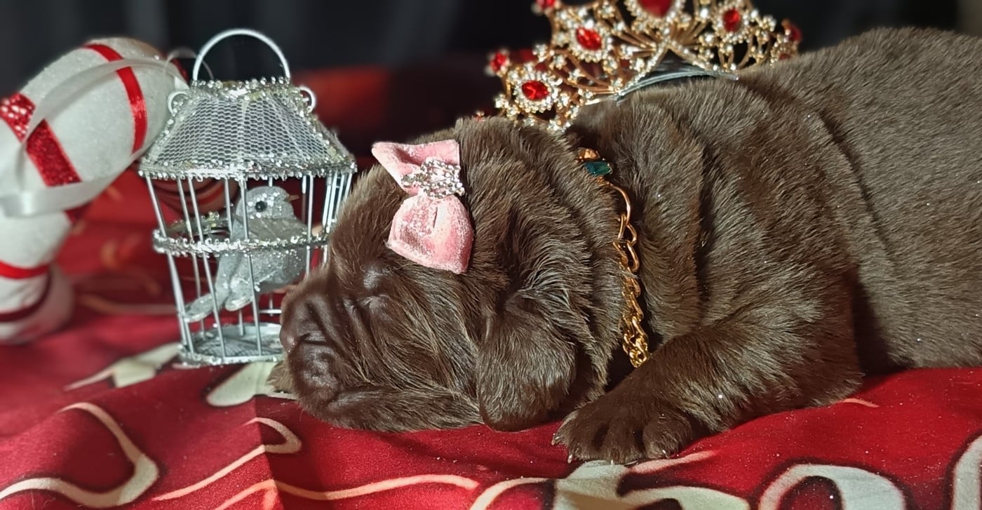 CHIOT 9 - Terre-neuve