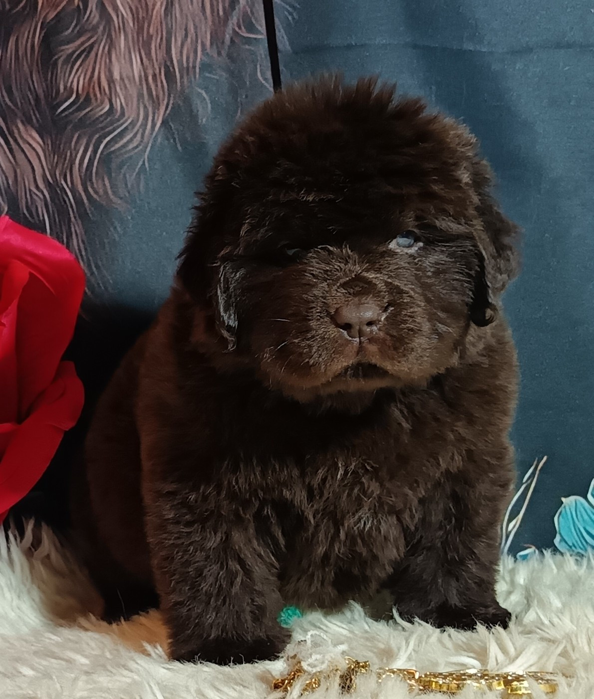 CHIOT 1 - Terre-neuve