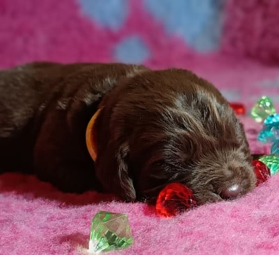 Les chiots de Terre-neuve