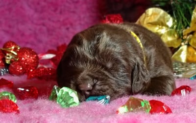 Les chiots de Terre-neuve