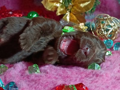 Les chiots de Terre-neuve