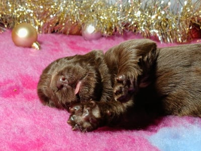 Les chiots de Terre-neuve