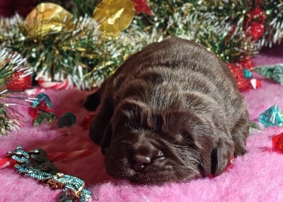 Les chiots de Terre-neuve