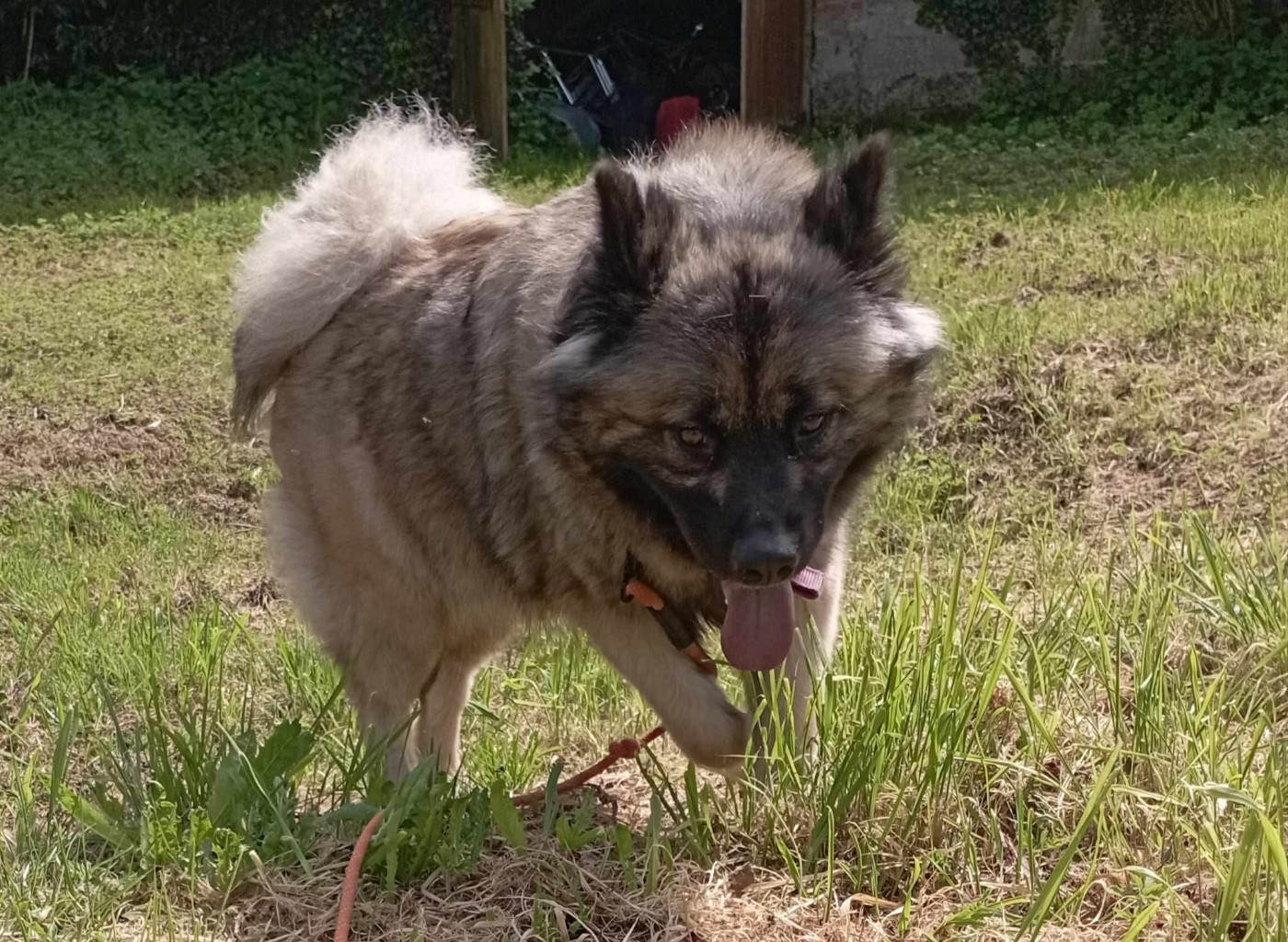 tiana du mistral normand Des Geants Du Sault