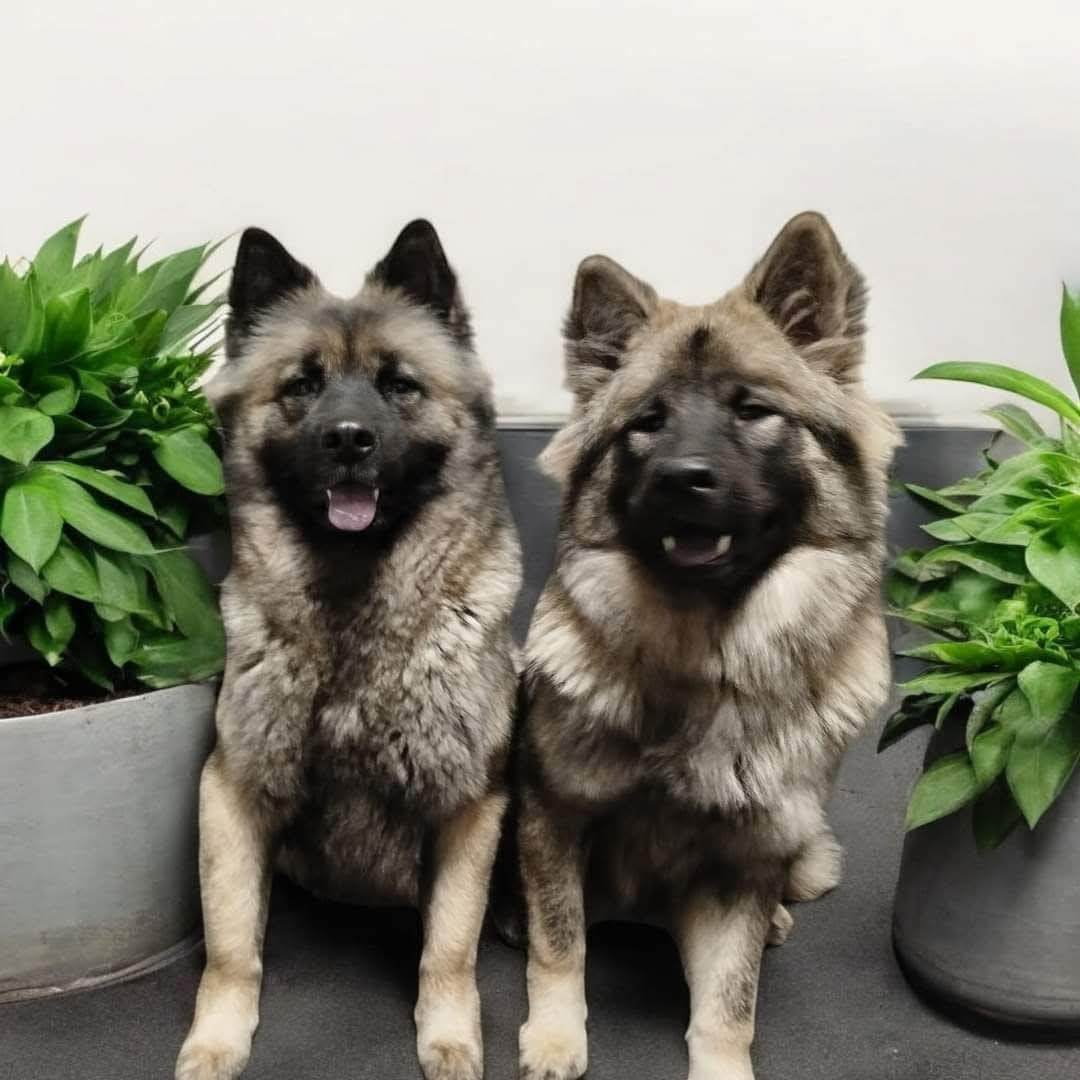 tiana du mistral normand Des Geants Du Sault