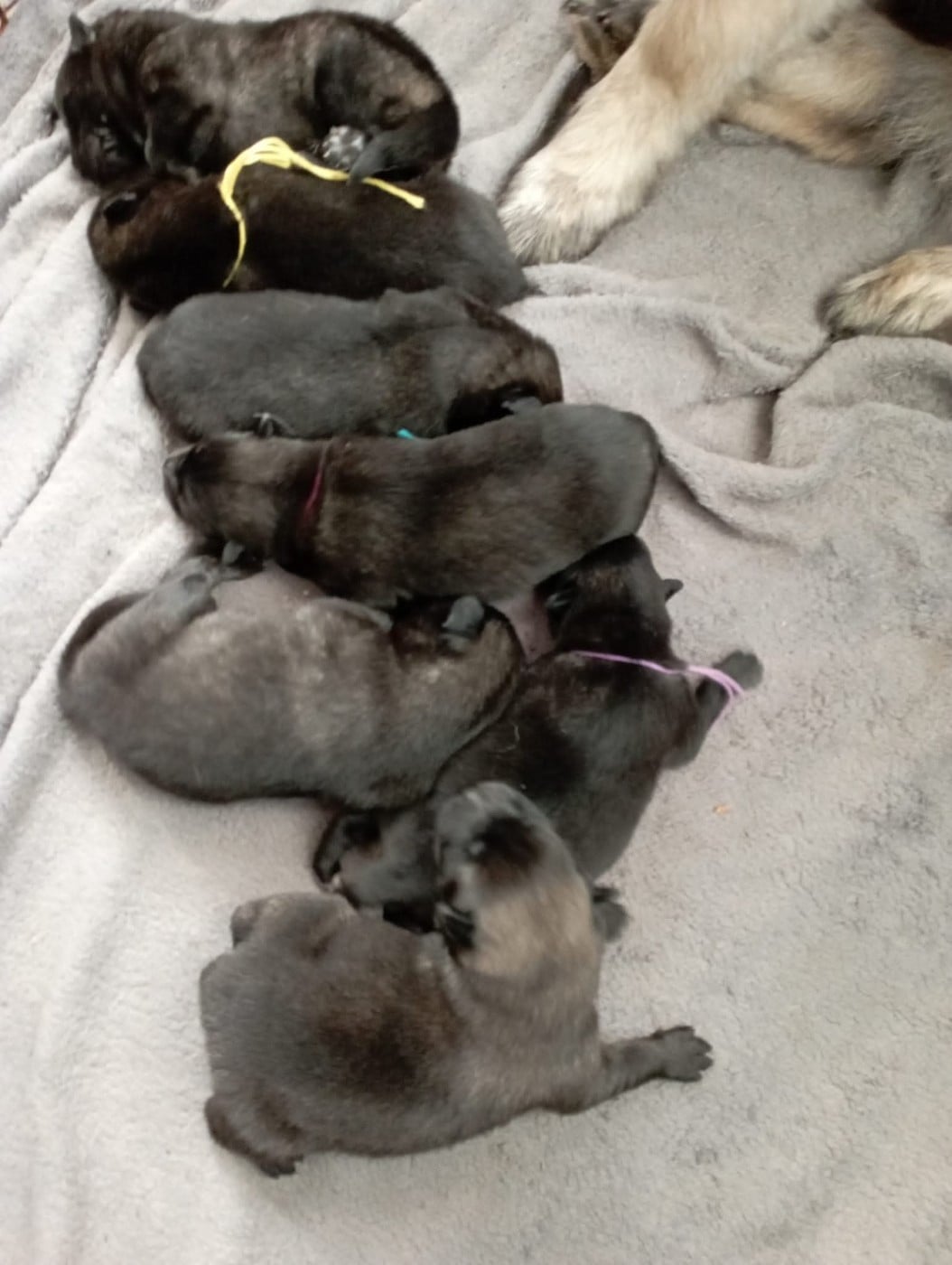 Toopak dit tasko de la legende de gafy (Sans Affixe)