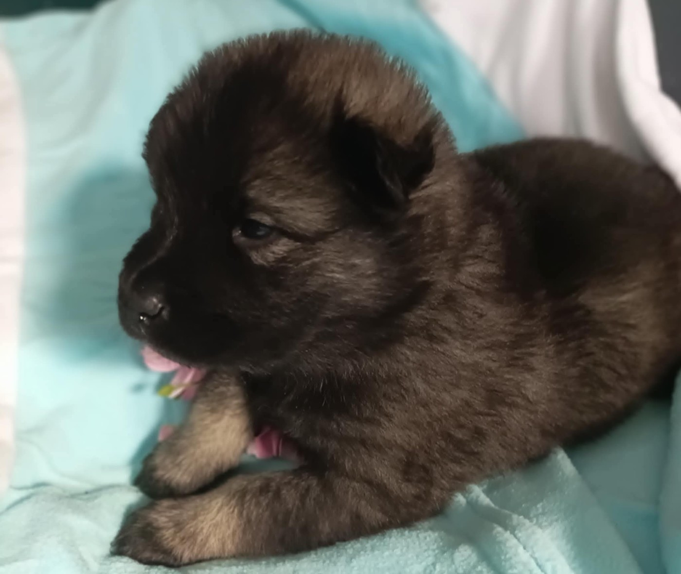 Toopak dit tasko de la legende de gafy (Sans Affixe)