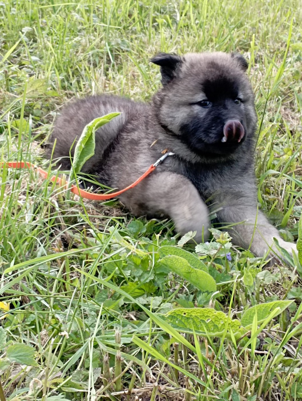 Toopak dit tasko de la legende de gafy (Sans Affixe)