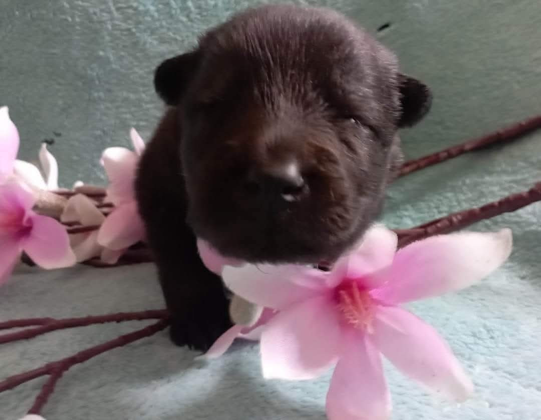 Toopak dit tasko de la legende de gafy (Sans Affixe)