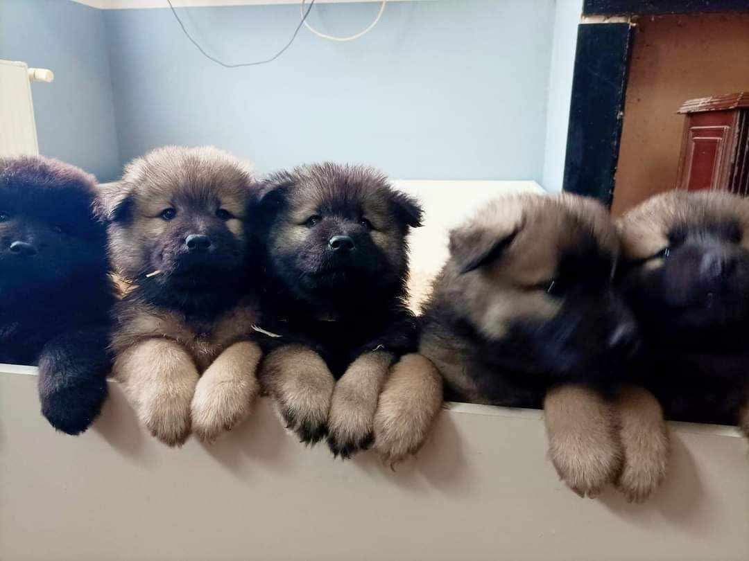 Toopak dit tasko de la legende de gafy (Sans Affixe)