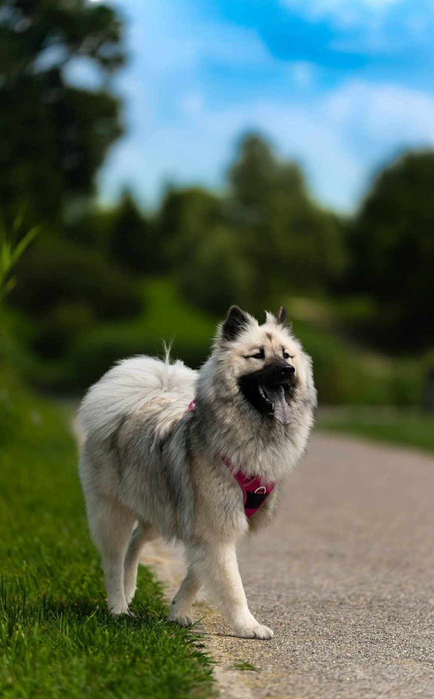 Toopak dit tasko de la legende de gafy (Sans Affixe)