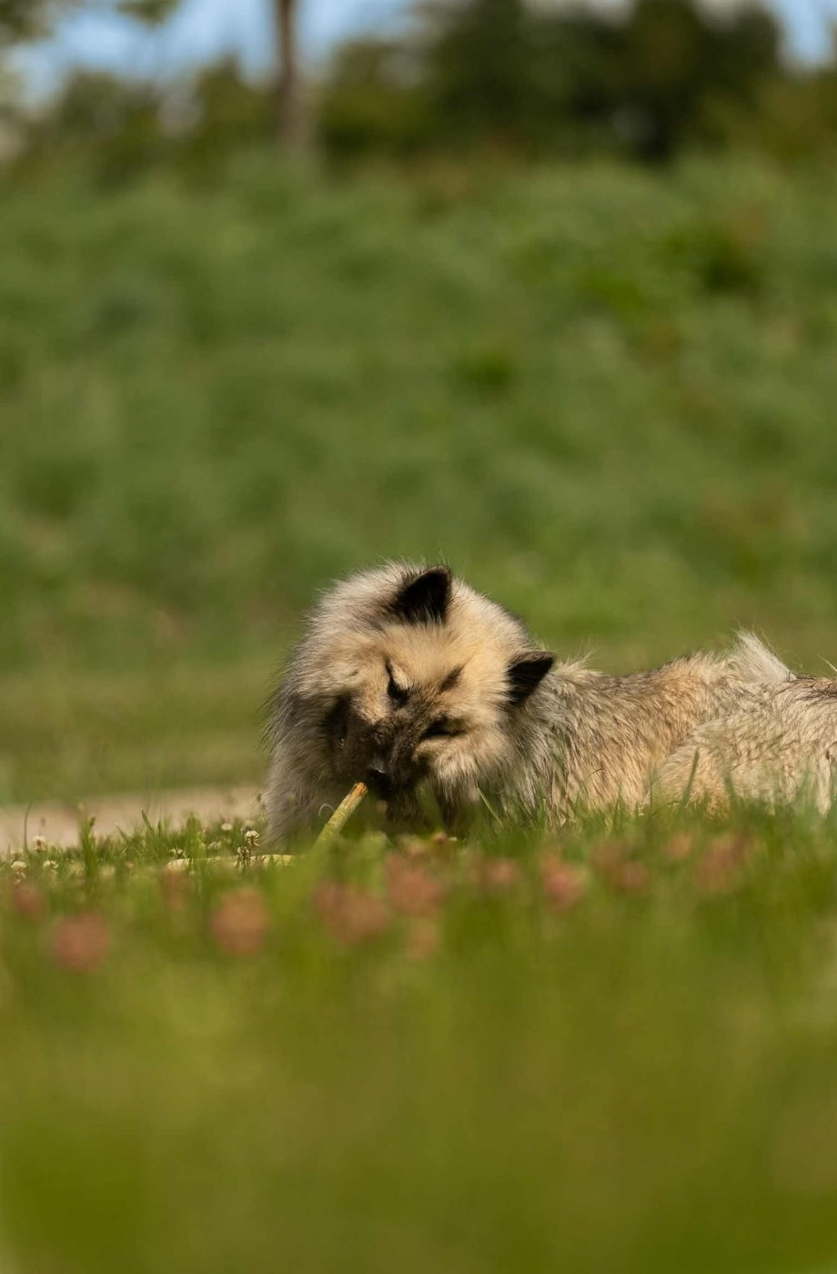 Toopak dit tasko de la legende de gafy (Sans Affixe)