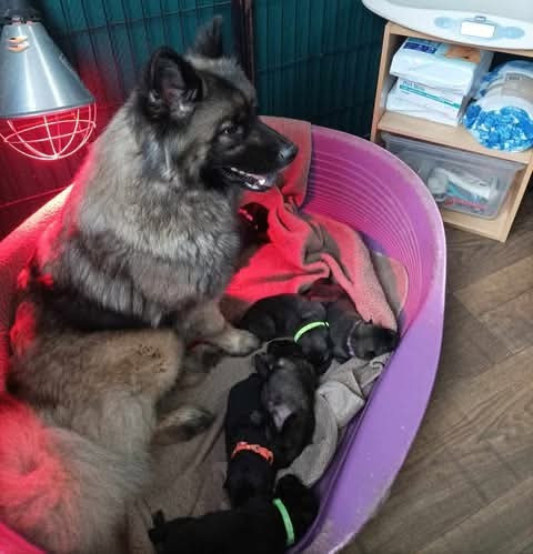 Toopak dit tasko de la legende de gafy (Sans Affixe)