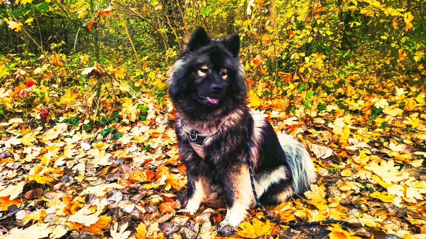 Toopak dit tasko de la legende de gafy (Sans Affixe)