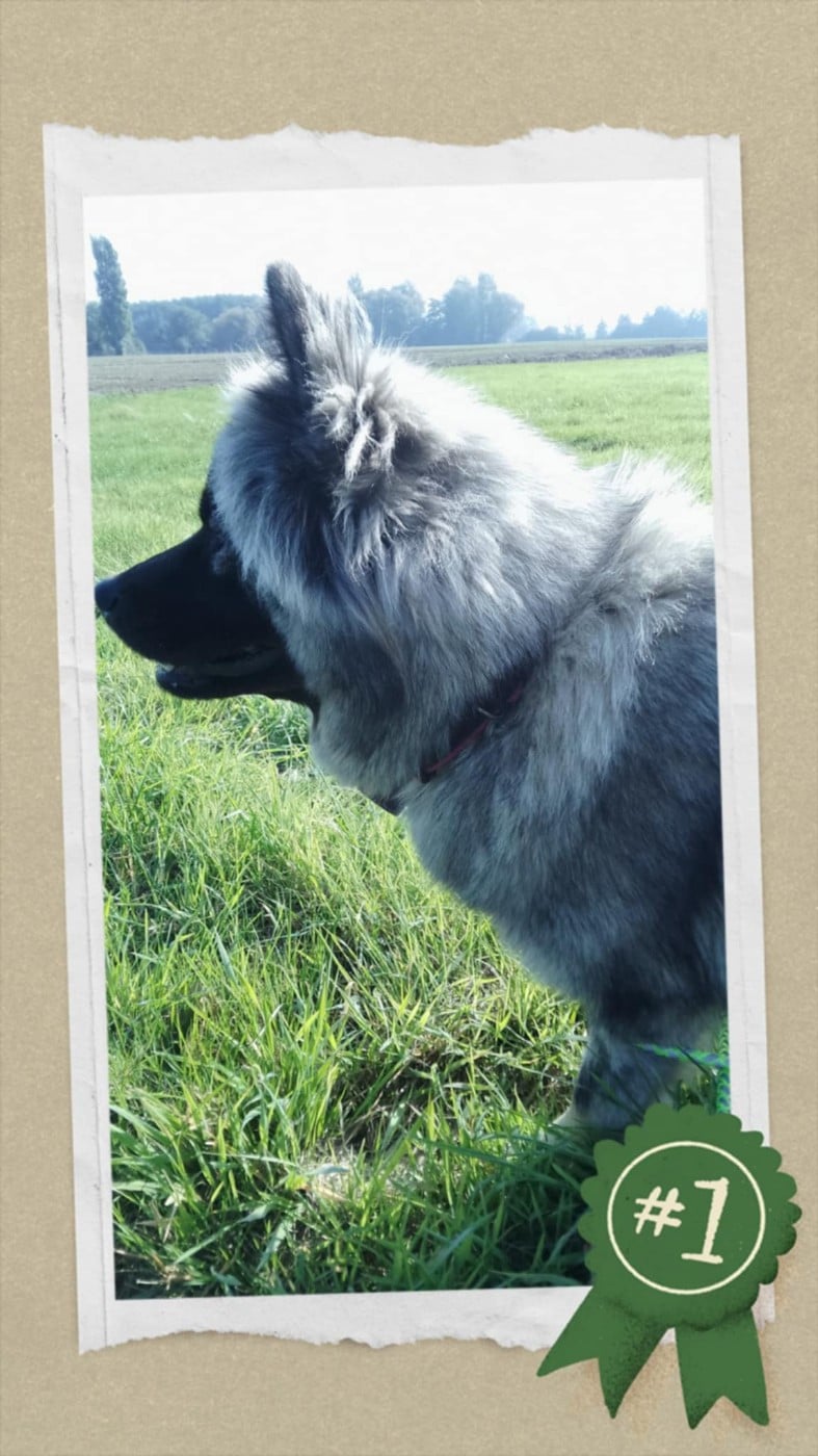 victoire Des Geants Du Sault