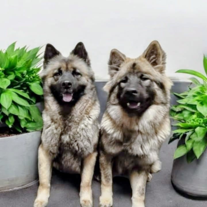 victoire Des Geants Du Sault