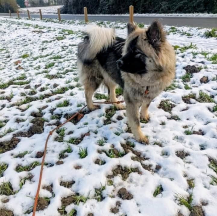 victoire Des Geants Du Sault