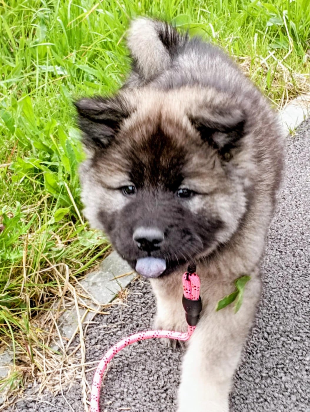 victoire Des Geants Du Sault