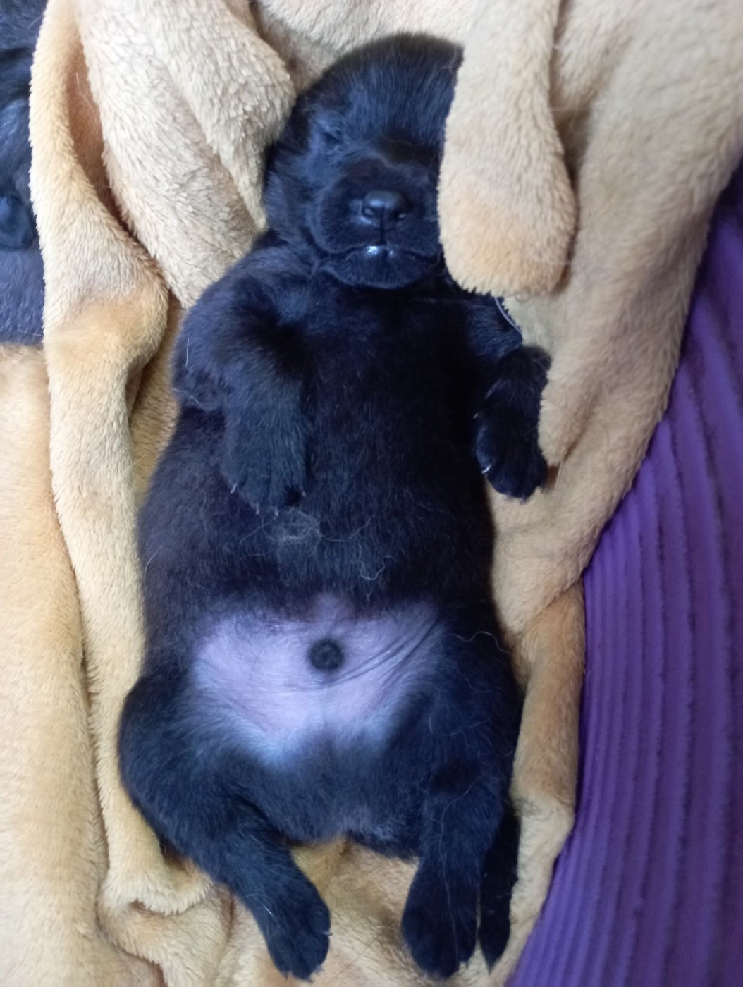 Vador Des Geants Du Sault