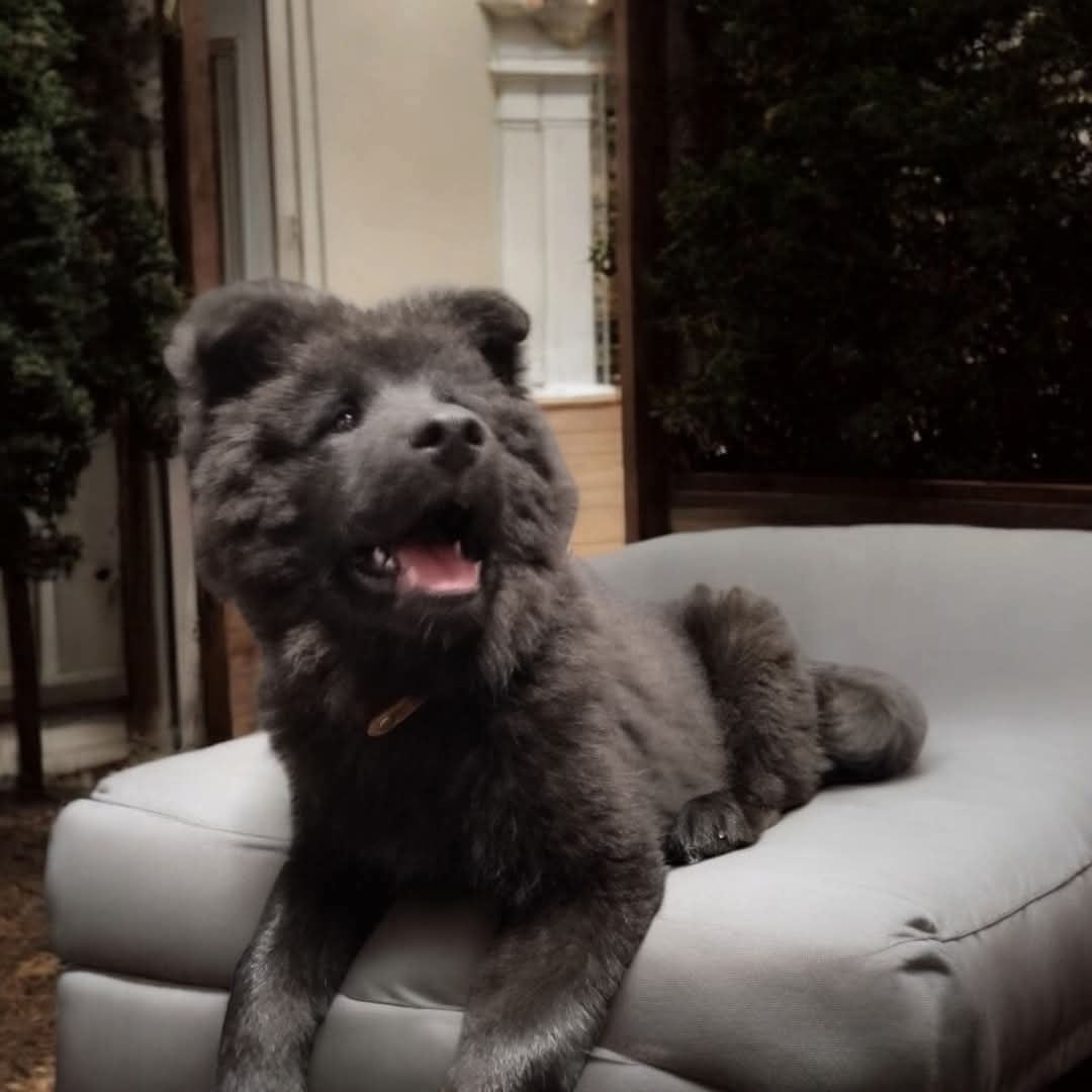 Vador Des Geants Du Sault