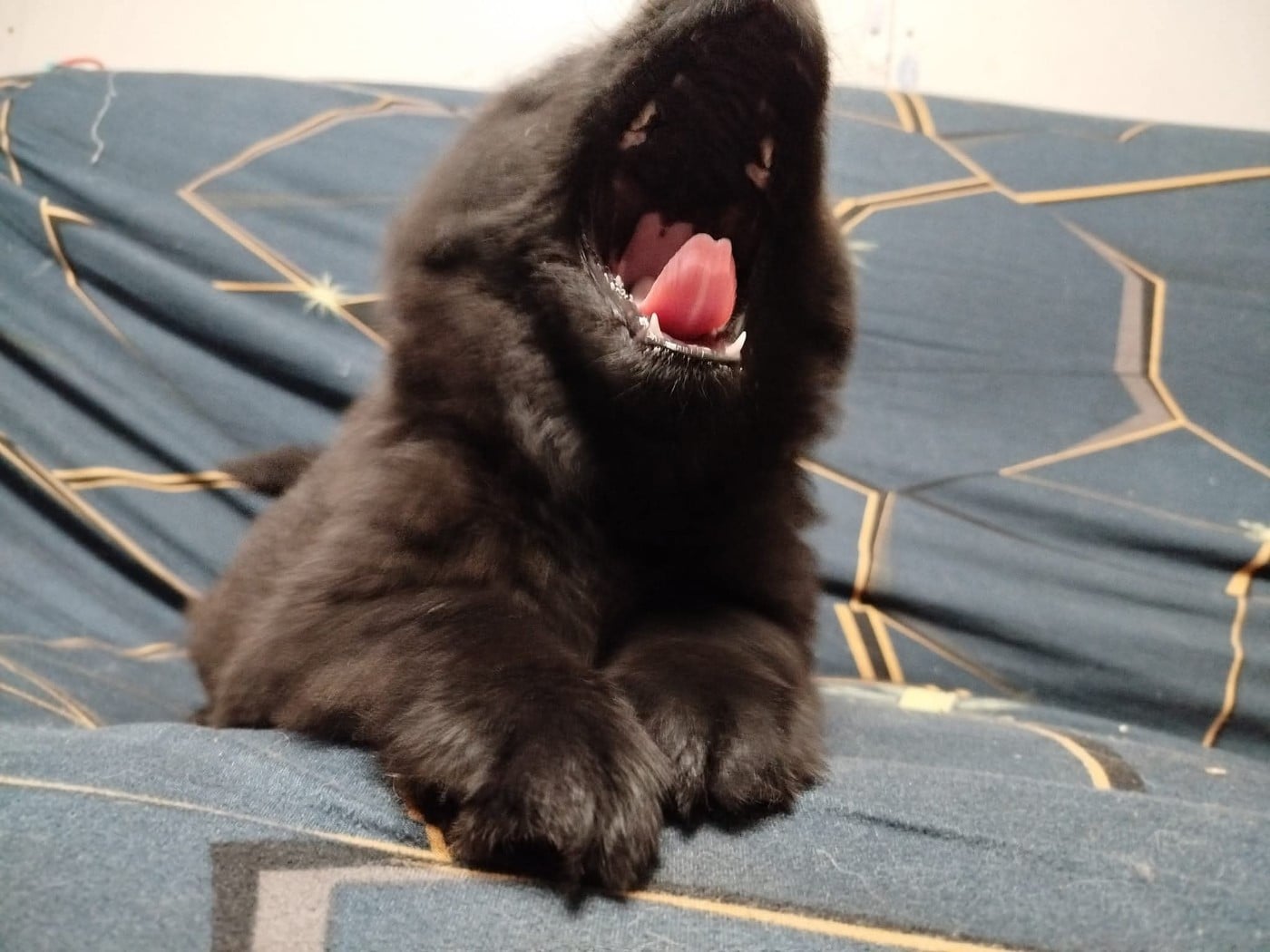 Vador Des Geants Du Sault