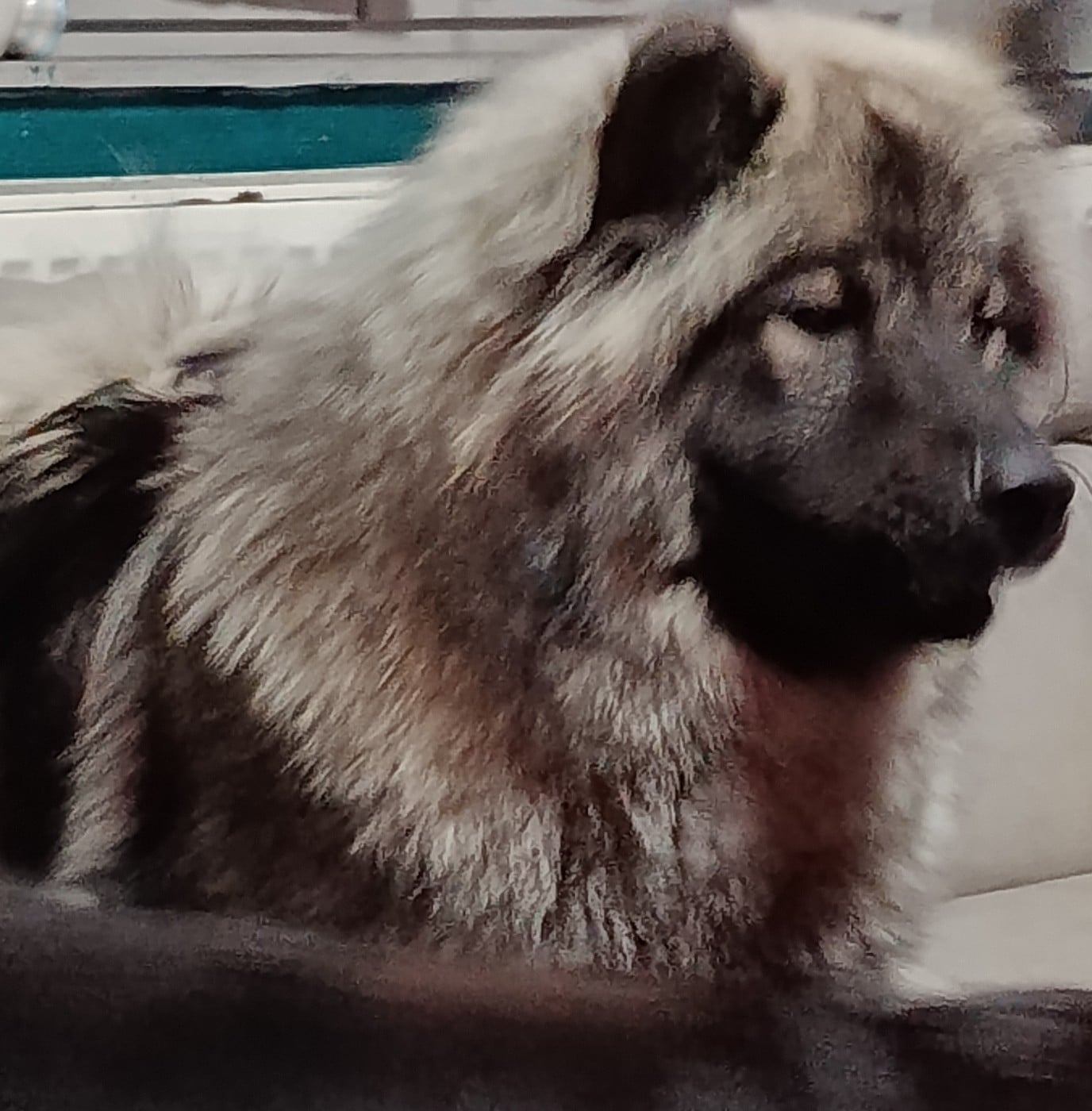 Victoire Des Geants Du Sault